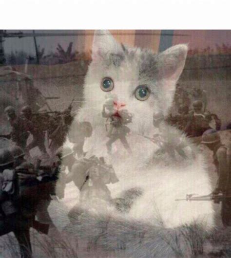 Create Meme Picture Of White Cat Vietnam Flashback Cat Cats