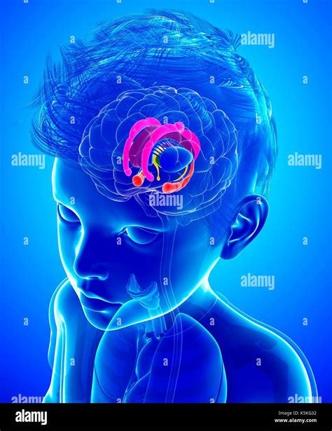 Illustration Of A Childs Brain Anatomy Stock Photo Alamy