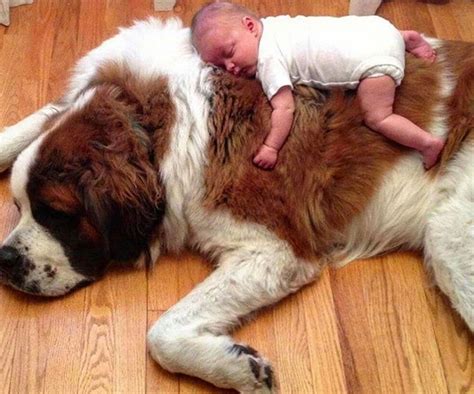 15 Cute Pictures Showing The Quarantine Through St Bernard Eyes Page