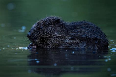 Nocturnal Eurasian Beaver Gnawing In Water In Dark Stock Image Image