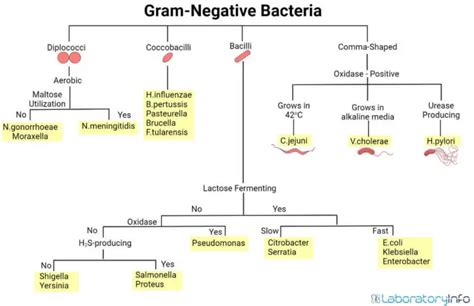 Gram Negative Bacteria Identification Chart My XXX Hot Girl