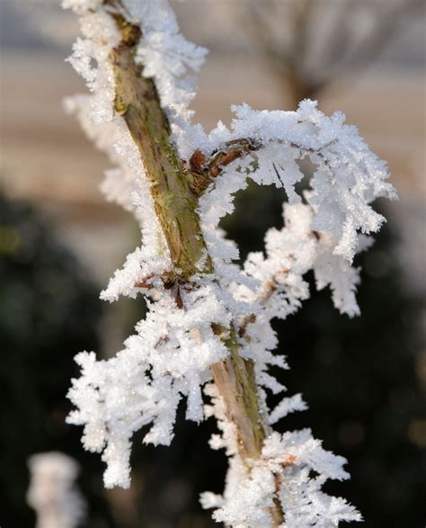 Free Images Tree Nature Branch Blossom Snow Cold Leaf Flower