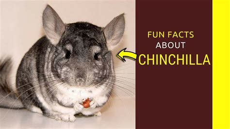 Chinchilla Facts For Kids Amazing Facts You Need To Know Youtube