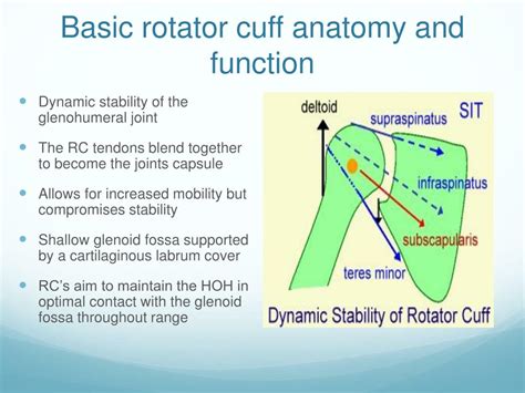 Ppt Gp Lecture Series 2013 The Shoulder Assessment Treatment And