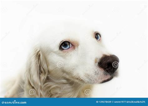 Sweet Portrait Of A Cute White Dog With Blue Eyes Looking Isol Stock
