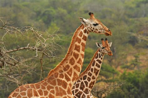 The Rothschilds Giraffes Survival Inspire African Safaris