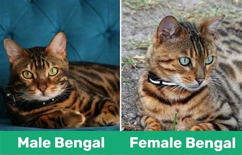 Male Vs Female Bengal Cat Whats The Difference With Pictures Pet Keen