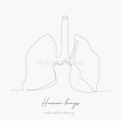 Human Lungs Sketch Stock Vector Illustration Of Body 28471293