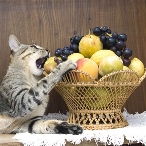 Since strawberries contain so much sugar, it's yes, cats can eat frozen strawberries. Can Cats Eat Peaches? - Catster