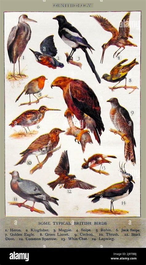 Ornithology An Early British Coloured Education Identity Chart