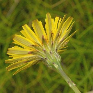 Catsear, or cat's ear, is named for its hairy leaves which resemble the ears of cats. Wildflower Cat's-ear Irish Wild Flora Wildflowers of Ireland