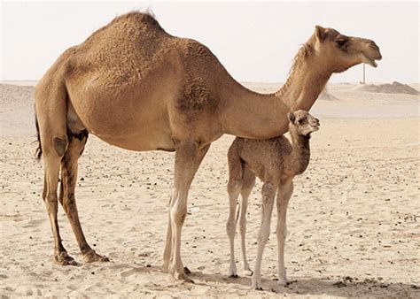 A camel is a horse designed by a committee. Dairy From the Desert: The Camel Milk Situation