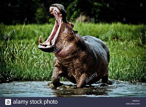 Hipopótamo Con Gruñidos Amenazadores A Orillas Del Nilo Blanco El