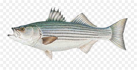 Free Striped Bass Cliparts Download Free Striped Bass Cliparts Png Images Free Cliparts On