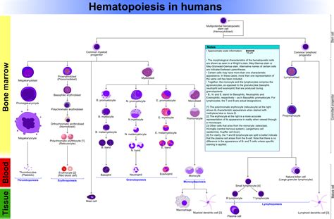 Filehematopoiesis Human Diagrampng