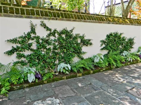 There are an amazing number of plants that can be trained as espaliers. Give your Garden the Gift of Espalier Trellis