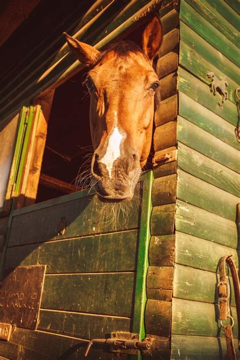 Horse Looking Out Window Stock Photos Download 253 Royalty Free Photos