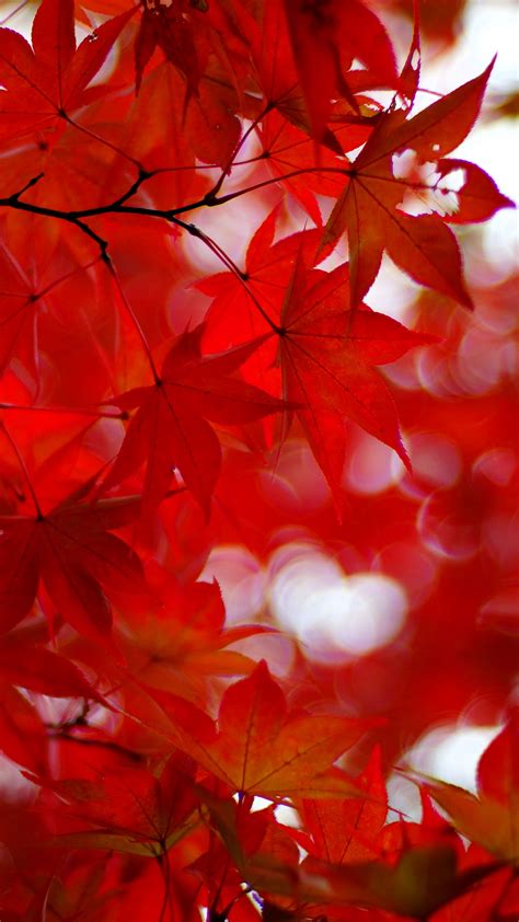 Download Wallpaper 2160x3840 Acer Japonicum Amur Maple Maple Leaves
