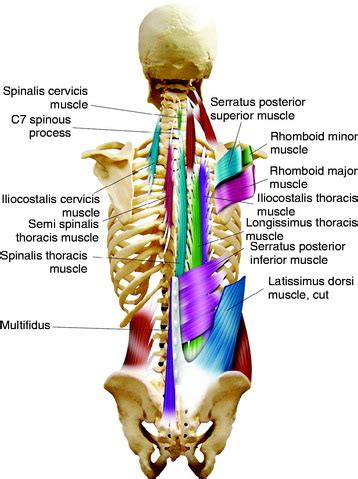Deep Muscles Of The Back Erector Spinae Bodybuilding