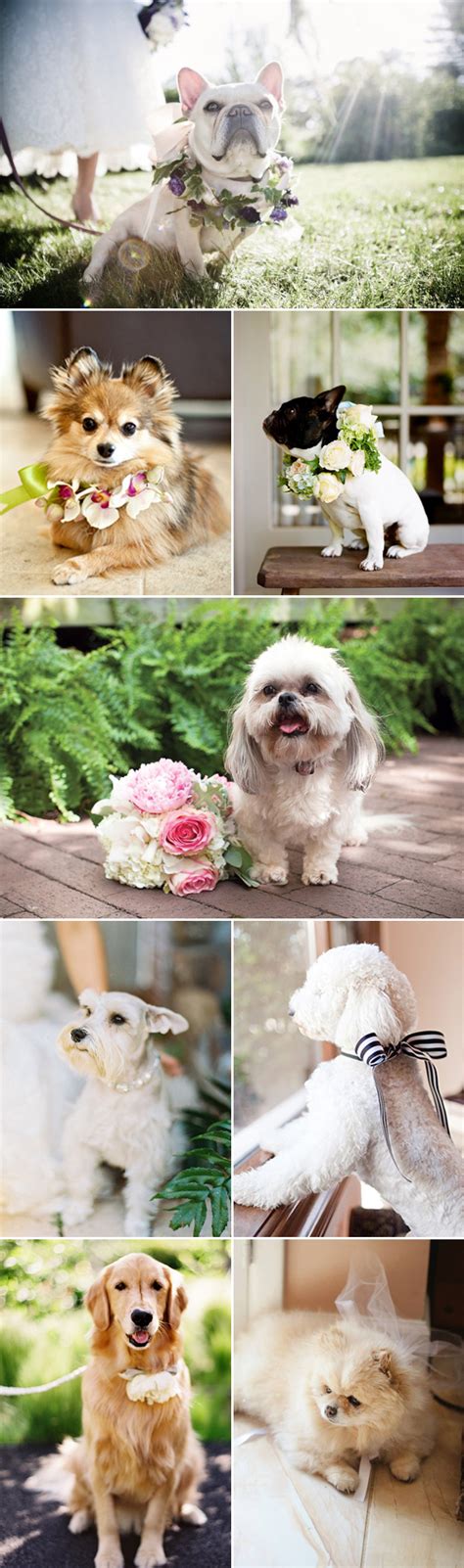 54 Photos Of Dogs At Weddings That Are Almost Too Cute For Words Deer