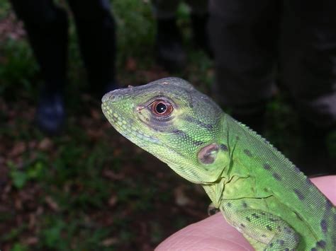 Reptiles Costa Rica Natural History