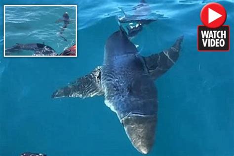 watch moment more than 20 sharks surround divers off cornwall coast daily star