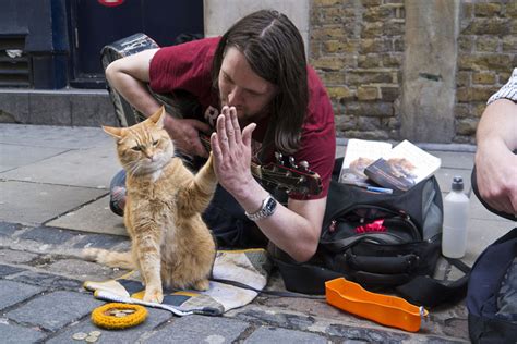 Pet Project A Street Cat Named Bob To Launch A Cat Café