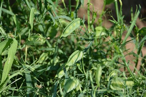 Grass Pea Lathyrus Sativus Understudied Indigenous Crops
