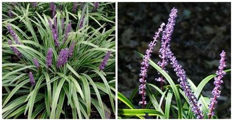 Liriope Muscari Border Plants Ground Cover Variegated Becky