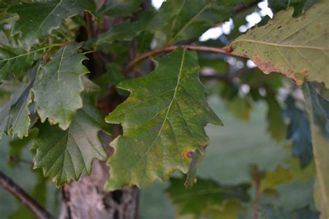 Swamp White Oak Is A Deciduous Tree That Produces Acorns
