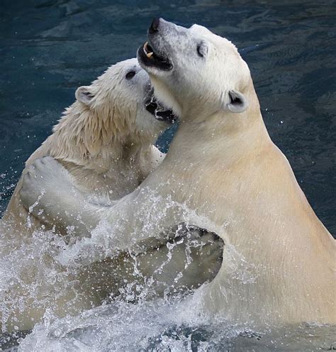 Amazing Photos Polar Bears Chilling Out News