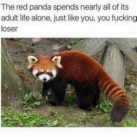 Pin By Kaylee Cardenas On Memes Red Panda Panda Facts