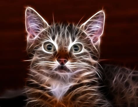 Fractal Kitten By Tilly Animals Cat Art Feline