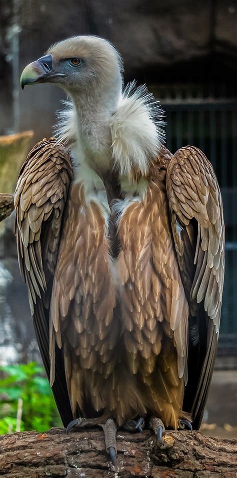 About Wild Animals A Vulture Up Close In 2020 Animals Beautiful