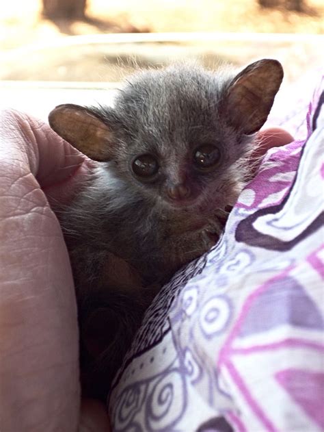 37 Best Bush Babies Galagos Images On Pinterest Babies Baby Baby