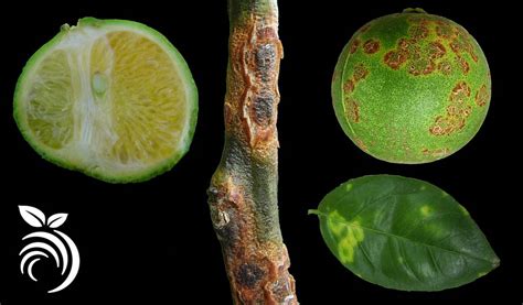 14 Nasty Citrus Diseases That You Must Avoid Fruitmentor™