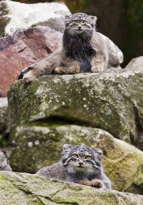 A group of wild cats is called a destruction. Pallas Cats. My new favorite animal!! (With images) | Wild ...