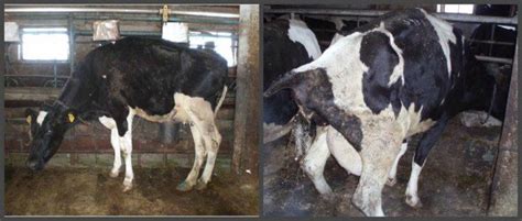 After Calving A Cow Has A Bleeding Discharge How Many Days Are Normal And Anomalies