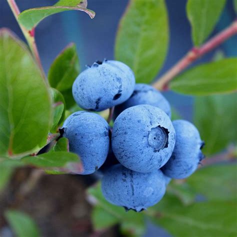 Sunshine Blue Blueberry Plant Stark Bros