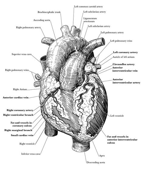 Anatomical Heart Illustration Matt Crotts Medical Illustration