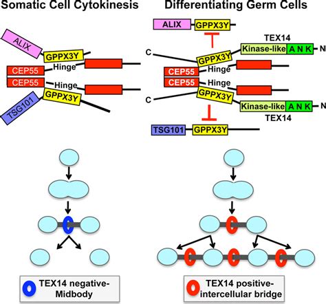 Models For Cytokinesis And Intercellular Bridge Formation Left Model