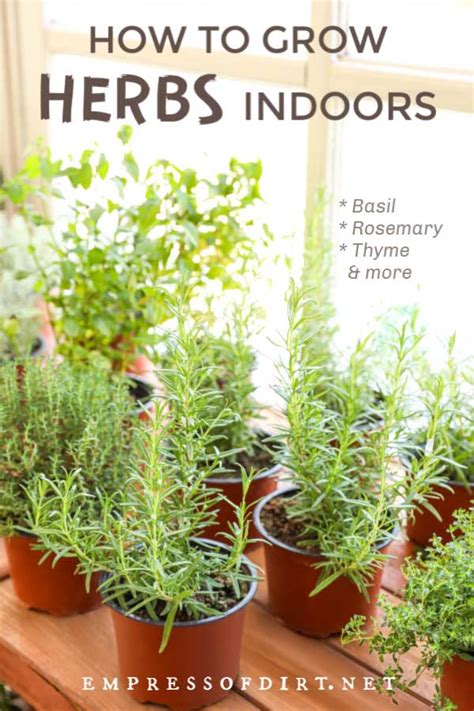 How To Grow Herbs Indoors Beginners Guide Empress Of Dirt