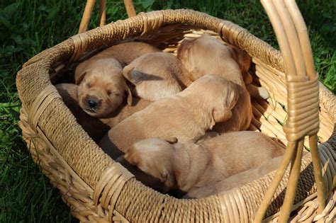 A basket full of healthy golden retriever puppies - Windy Knoll Golden ...