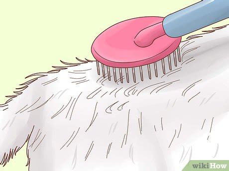 How To Groom A LongHaired Cat With Pictures WikiHow