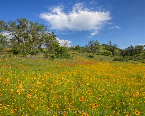 Texas Hill Country Spring Wildflowers 2 Field Creek Images From Texas