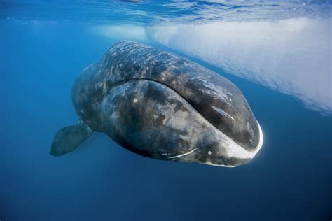 08 blue whales are a species of 'baleen' whale. Bowhead Whale | The Canadian Encyclopedia