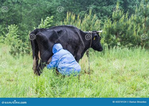 Woman Milking Cow Royalty Free Stock Photography Cartoondealer Com