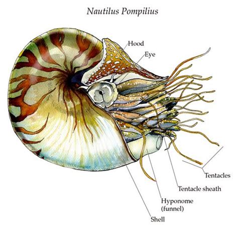 Art Illustration Oceans And Seas Nautilus Pompilius Chambered