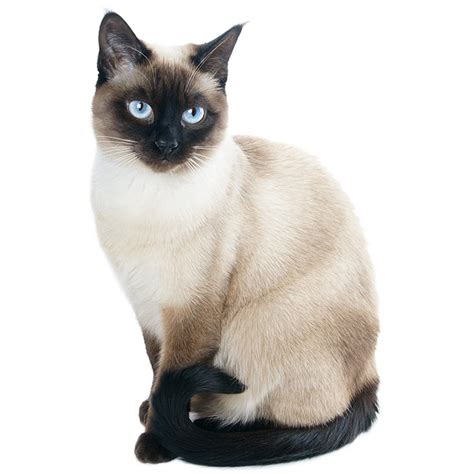 Siamese Cat Pet Insurance Compare Plans And Prices