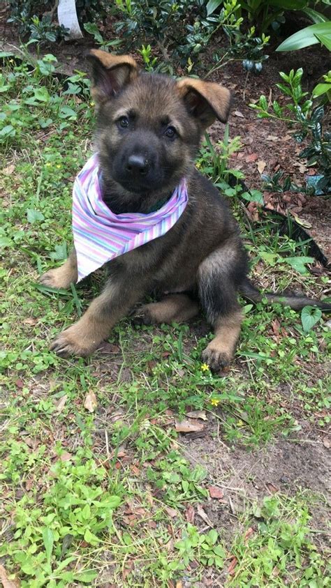 6 Week Old Akc German Shepherd Puppy From The Vhr Ranch In Paige Tx